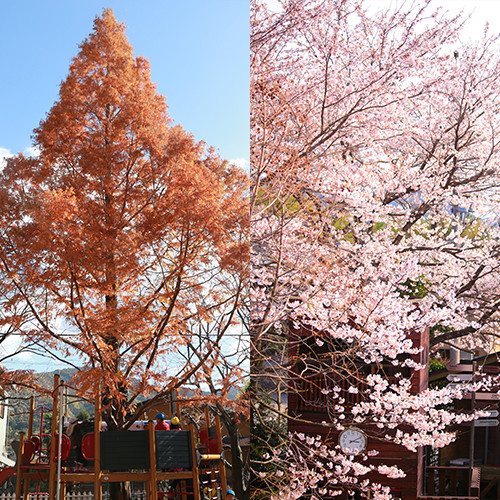メタセコイヤの巨木と桜の木