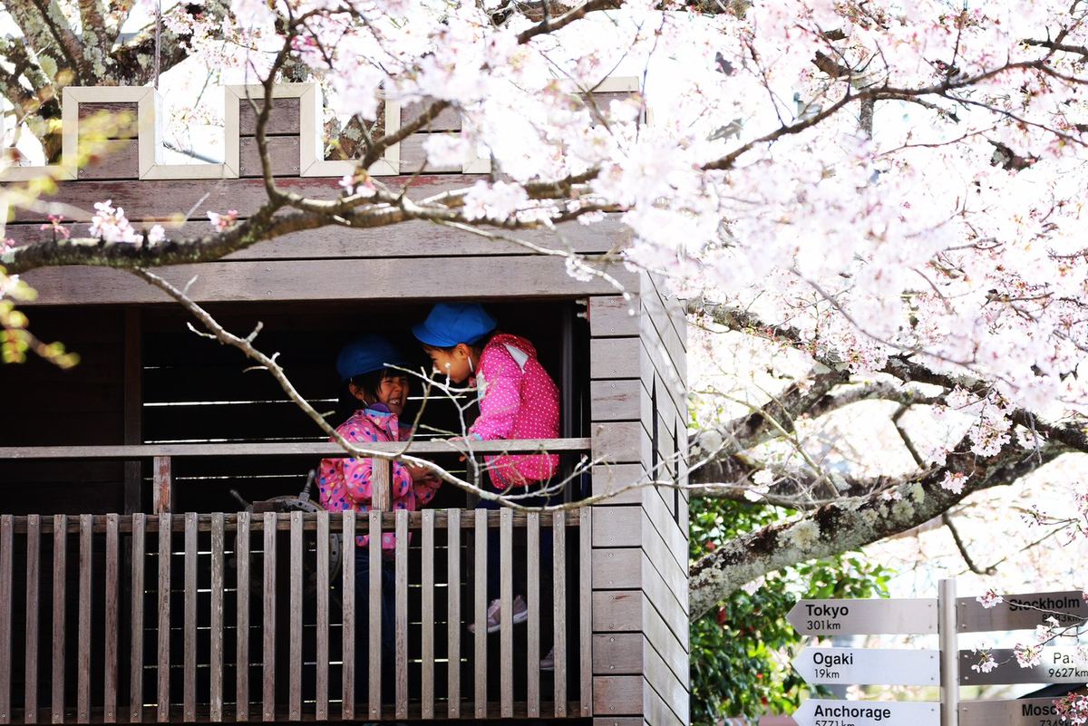満開の桜の下、笑い合うこどもたち
