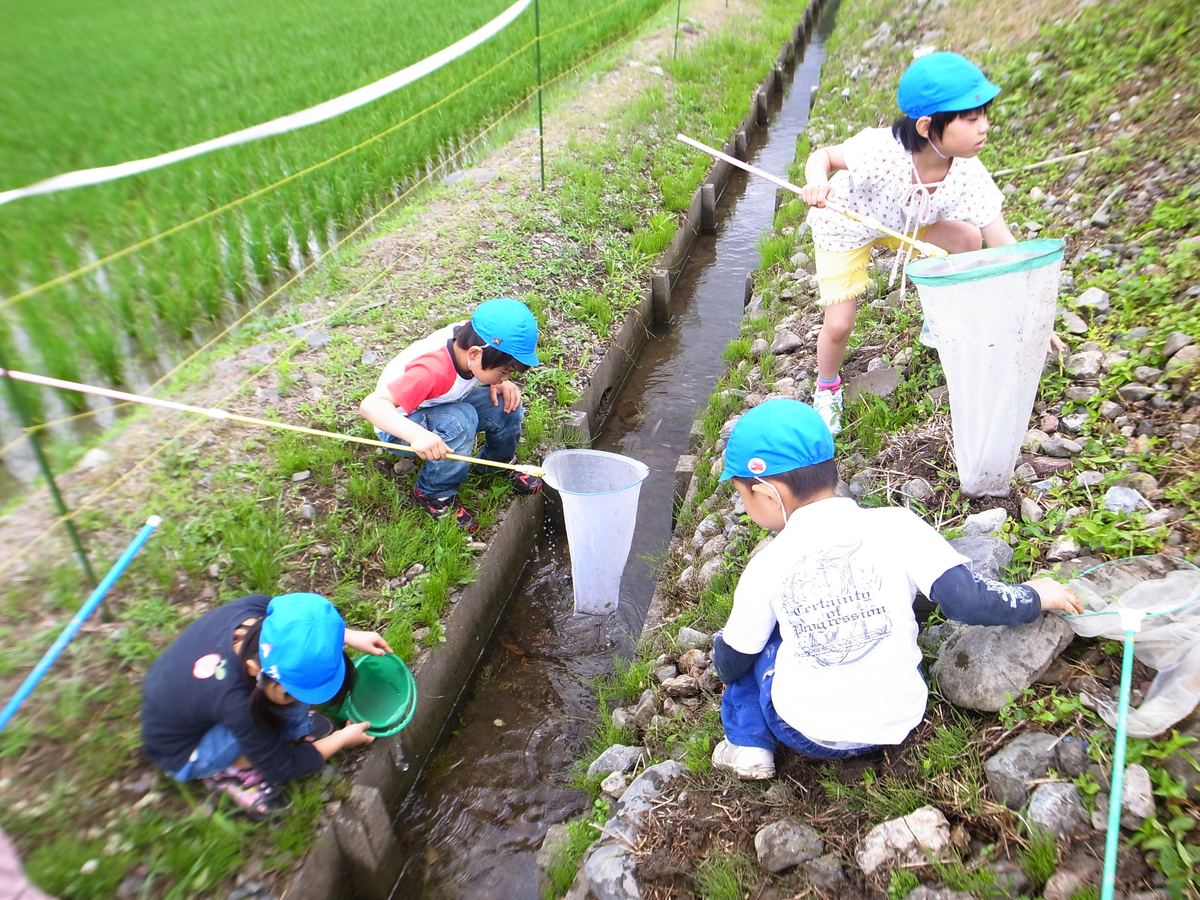 田んぼの水路で生き物探し